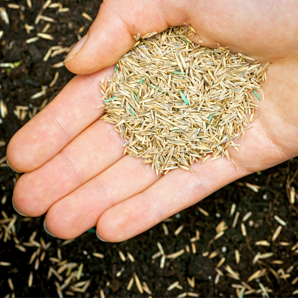 Someone holding grass seed in their hand as they're sprinkling it onto soil